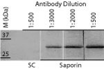Saporin in the group Antibodies Human Cell Biology / Cancer at Agrisera AB (Antibodies for research) (AS13 2688)